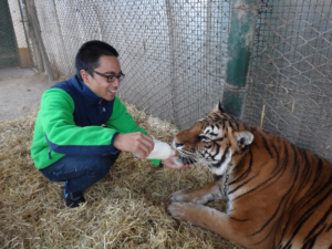 Buenos Aires  Tiger